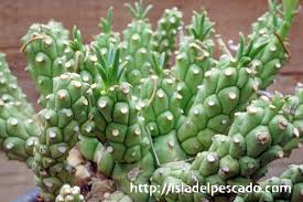 Image result for Euphorbia davyi