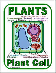 Students may need to use their book or other resources to identify parts of the cell, like the mitochondria, golgi apparatus, endoplasmic reticulum, vacuole, chloroplasts, and ribosomes. Poster Plant Cell Color Abcteach