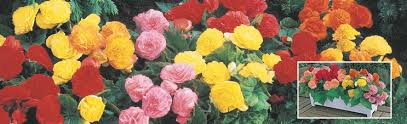Check spelling or type a new query. How To Plant Grow Care For Begonias Breck S