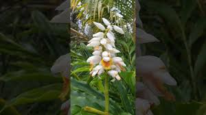 Image result for Aframomum corrorima