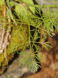 Image result for Apium leptophyllum