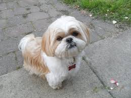 Puppies grow quickly at first, with most of their growth happening in the first few months. How Much Does A Shih Tzu Puppy Cost Shih Tzu Daily Shih Tzu Puppy Shih Tzu Cute Baby Dogs