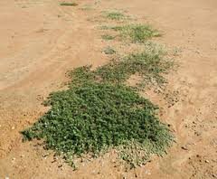 Image result for Decorsea schlechteri