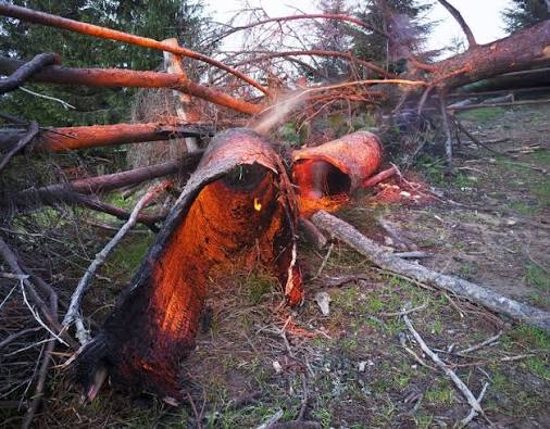 What does lightning actually do to a tree? : Find an Expert : The University of Melbourne