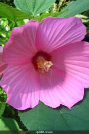 Image result for Hibiscus mechowii
