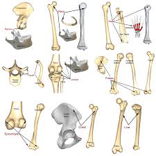 bone markings processes and cavities human anatomy and