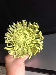 Gumpaste Spider Chrysanthemum Gum Paste Gum Paste Flowers Chrysanthemum