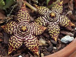 Image result for Orbea halipedicola