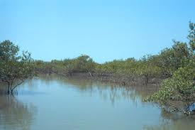 Image result for Rhizophoraceae