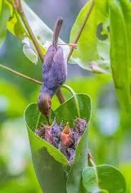 Names Of Birds With Their Nests The Common Tailorbird Orthotomus Sutorius Is A Songbird Found Across Tropical Asia Popular For Its Nest Made Of Leave Animals Animals Beautiful Pretty Birds