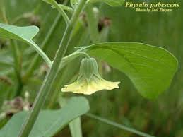 Image result for Physalis pubescens