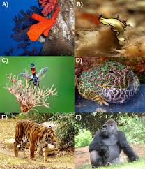 Domain Read Biology Ck 12 Foundation