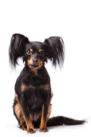 Toy Terrier Russian Toy Terrier On A White Background Russian Toy Terrier Russian Toys Cute Cats And Dogs