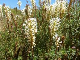 Image result for Hebenstretia angolensis