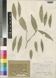 Image result for Vepris bremekampii