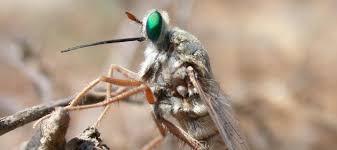 Image result for Oxyrhachis