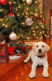 Pin By Georgina Saenz On Animaux Christmas Tree And Dogs Christmas Dog Christmas Animals