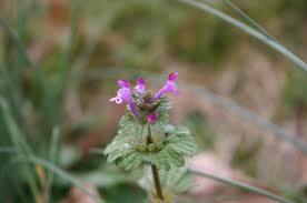 Like other mints, purple deadnettle is an aggressive grower that spreads like wildfire anywhere it can get a foothold. Lawn Weed Control Basics Walter Reeves The Georgia Gardener