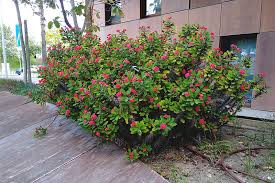 Maybe you would like to learn more about one of these? Succulents Flowering Red Small Flowers To Ground Covers Aloes More