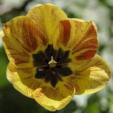 Pin On Flowers Beautiful