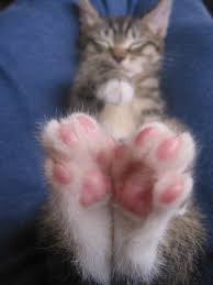 But cat paws aren't just for show—they perform plenty of impressive and fascinating feats that you wouldn't know just by looking at them. Armitage The Animal Kingdom Cats Cat Paws Cute Cats
