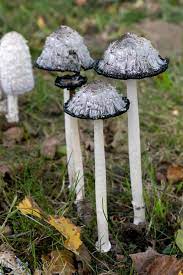 Shaggy mane mushroom other names: The Coprinus Comatus Or Shaggy Mane Is Another Spring Mushroom Which Appears Through The Fall In Open Areas Wi In 2021 Stuffed Mushrooms Wall Drawing Amazing Nature