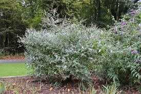 Image result for Buddleja pulchella