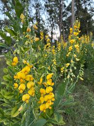 Image result for Crotalaria valida