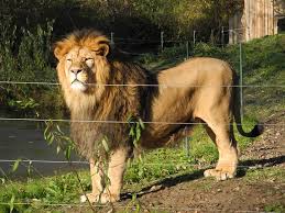 Zoo Pilsen Toller Familienausflug Zoo Plzen Pilsen Reisebewertungen Tripadvisor