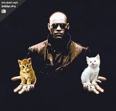Sari Kedi Mi Beyaz Kedi Mi Kedi Sari Sari