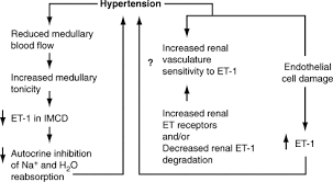 Primer on the metabolic bone diseases and disorders of mineral metabolism. Hypertension In End Stage Renal Disease Sciencedirect