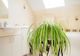 Plante verte int?rieur sans lumi?re. Salle De Bain Sans Lumiere 13 Plantes Pour Votre Piece