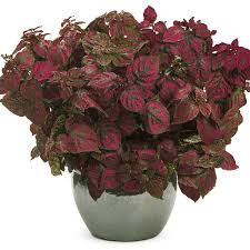 Image result for Hypoestes