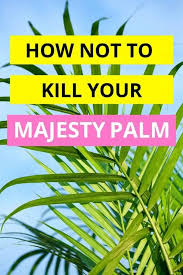 Majesty palms come from a family of evergreen perennials that including trees and more shrublike plants that all bear the signature palm style leaves. Majesty Palm Care Explained In Great Detail