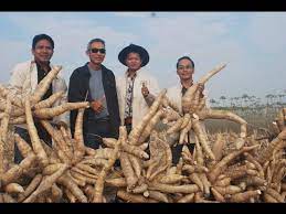 Kandungan gizinya membuat ubi memiliki manfaat yang baik bagi kesehatan tubuh. Teknik Tanam Ubi Kayu Teknologi Baja Super Best Gmart Facebook