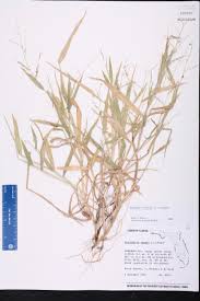 Image result for Urochloa reptans