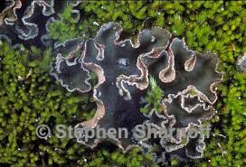 Image result for Hyparrhenia collina