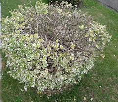 Image result for Euonymus Scale