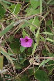 Image result for Ipomoea involucrata
