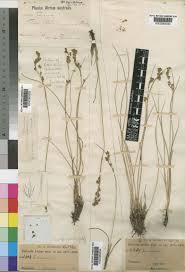 Image result for Coleochloa setifera
