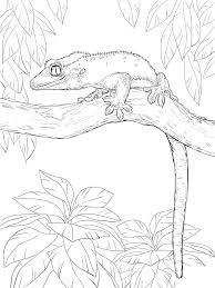 Below are some free printable gecko coloring pages. Crested Gecko Coloring Page Free Printable Coloring Pages For Kids