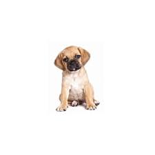 The puggle, also known as a pug beagle mix (due to its purebred parents), is a loving, social and affectionate dog which is quickly becoming one of the mos. Puggle Puppies The Barking Boutique