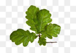 Leaves Png Leaves Transparent Clipart Free Download Swing Designer Creativity Free To Pull The Branches Swing Creative Leaves Plant Leaves Tree Leaves