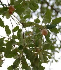 Image result for Ficus sansibarica