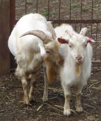 Look a goat :1 year of good luck bestowed upon you. Male Scent Stimulates Female Goats Fertility Nature