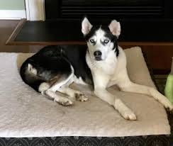 Why buy a husky puppy for sale if you can adopt and save a life? Dog For Adoption Mitchell A Siberian Husky Mix In Raleigh Nc Petfinder