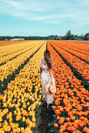 Newest Absolutely Free Tulip Fields Strategies Tulip Fields Tulip Fields Netherlands Garden Care