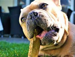 Beloningssnacks Voor De Hond Hondleiding