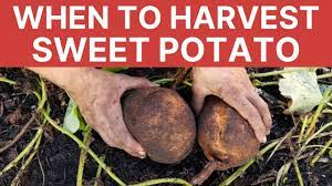 Basically, you need to dig down deep with a fork, as far away from the roots as you can, and try not to stab any potatoes on the way in! When To Harvest Sweet Potatoes Bonus How To Youtube