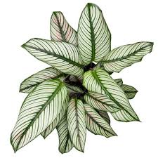 7 Steps To Get That Golden Pothos Glow Planterina In 2020 Calathea Plant Calathea Golden Pothos Plant